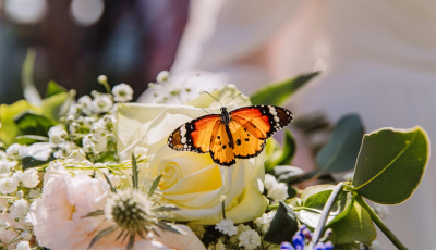 BERRY WEDDINGS