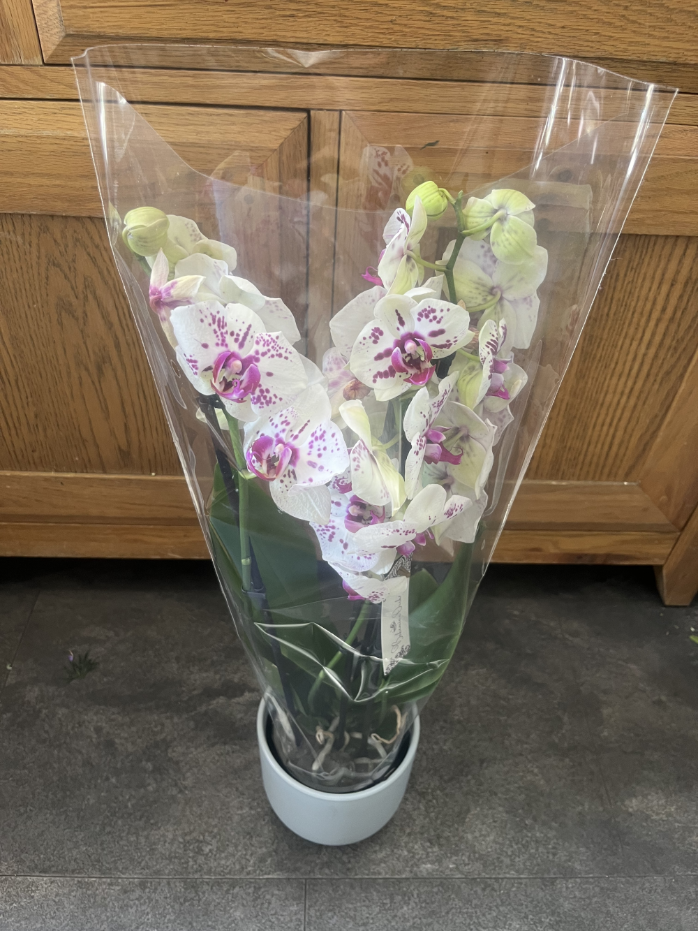 Potted orchid