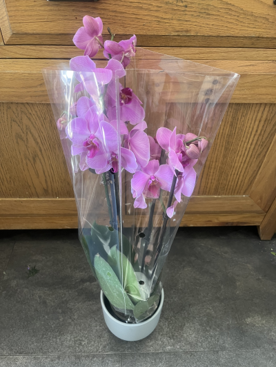 Potted orchids - 3 stem pink orchid in a ceramic pot